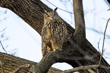 Flaco, a Eurasian eagle-owl, sits in a tree in Central Park. The bird roosted and hunted in the park during the year following his escape, becoming popular with local birders, before his death on February 23.