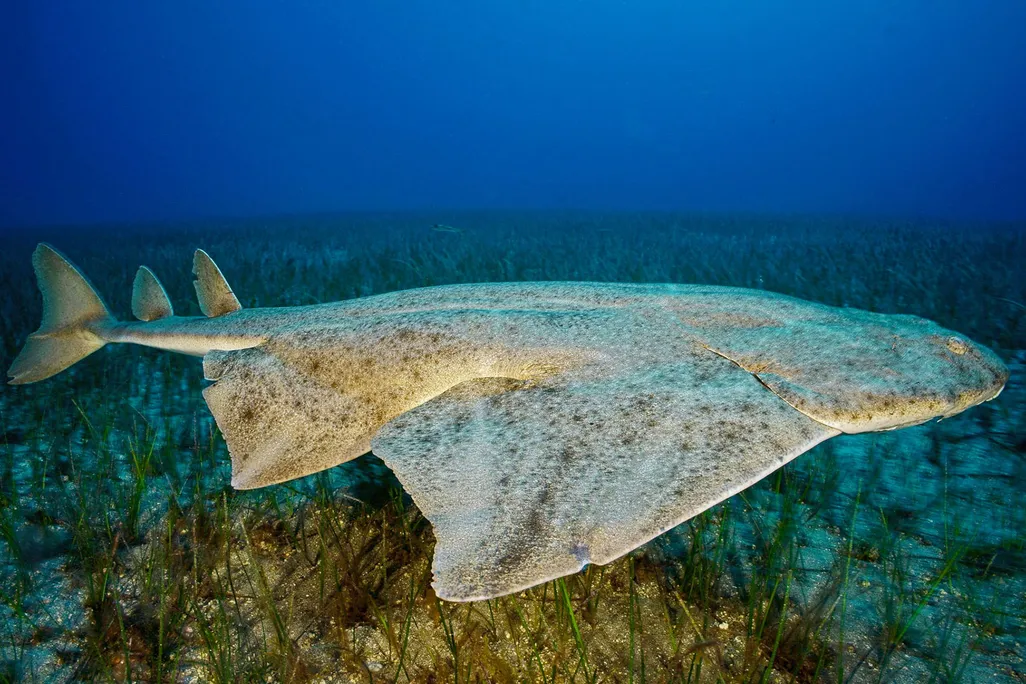 Angelshark Swimming