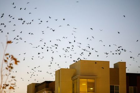 A murder of crows flies around an apartment building in downtown Sunnyvale, California.