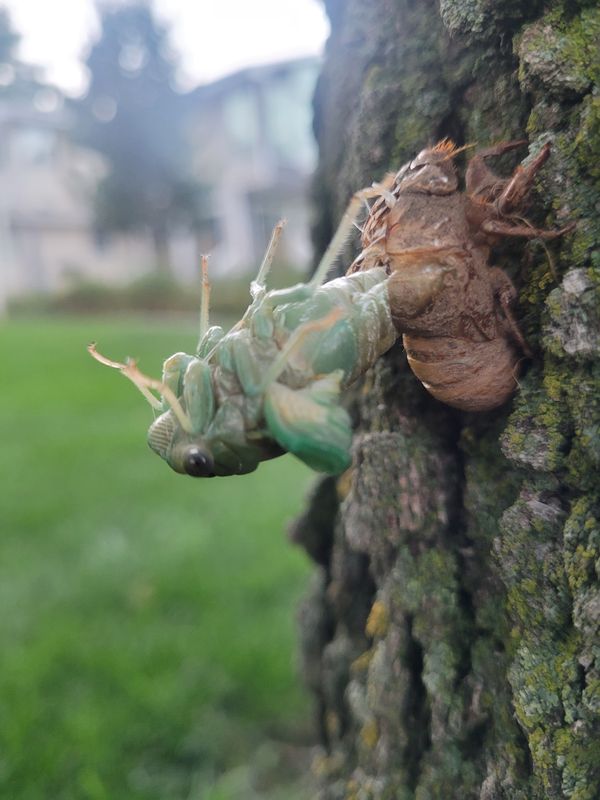 Translucent green insect emerging from its pod thumbnail