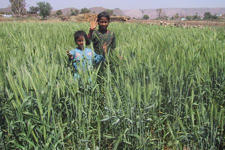 A wheat field in Rajasthan, irrigated during the dry season with water from a johad.