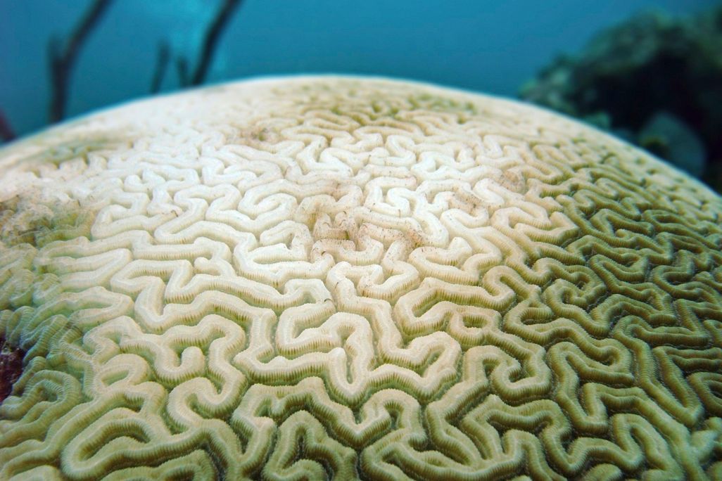 Bleached Coral