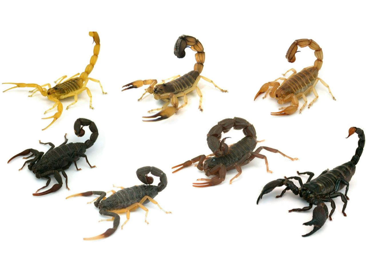 【3枚組】SCORPIONS/The Tail of the Scorpion How Scorpion Tails Do the Bend and Twist - The New York Times