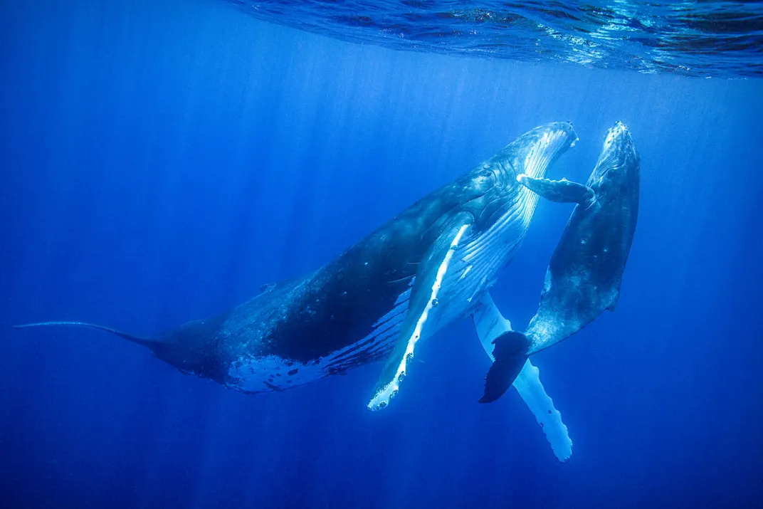 mother humpback whale and calf