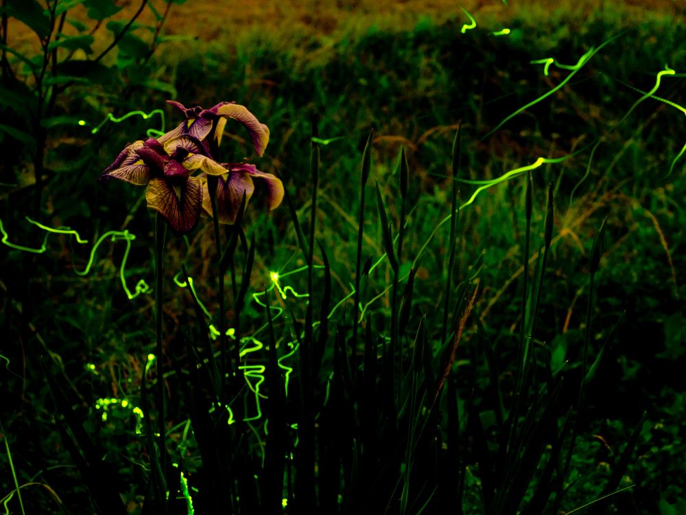 Illuminating the Secret Language of Lightning Bugs