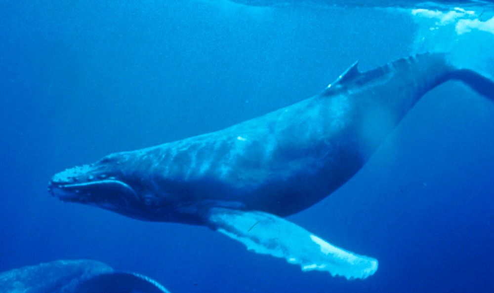 An underwater image of a humpback whale