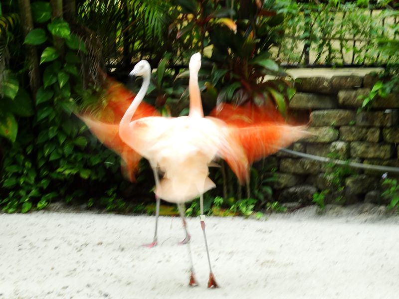 berd flamingo dance
