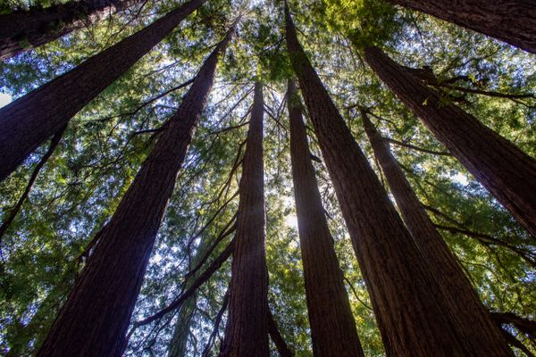 Grove of Redwoods on Bear Mountain thumbnail