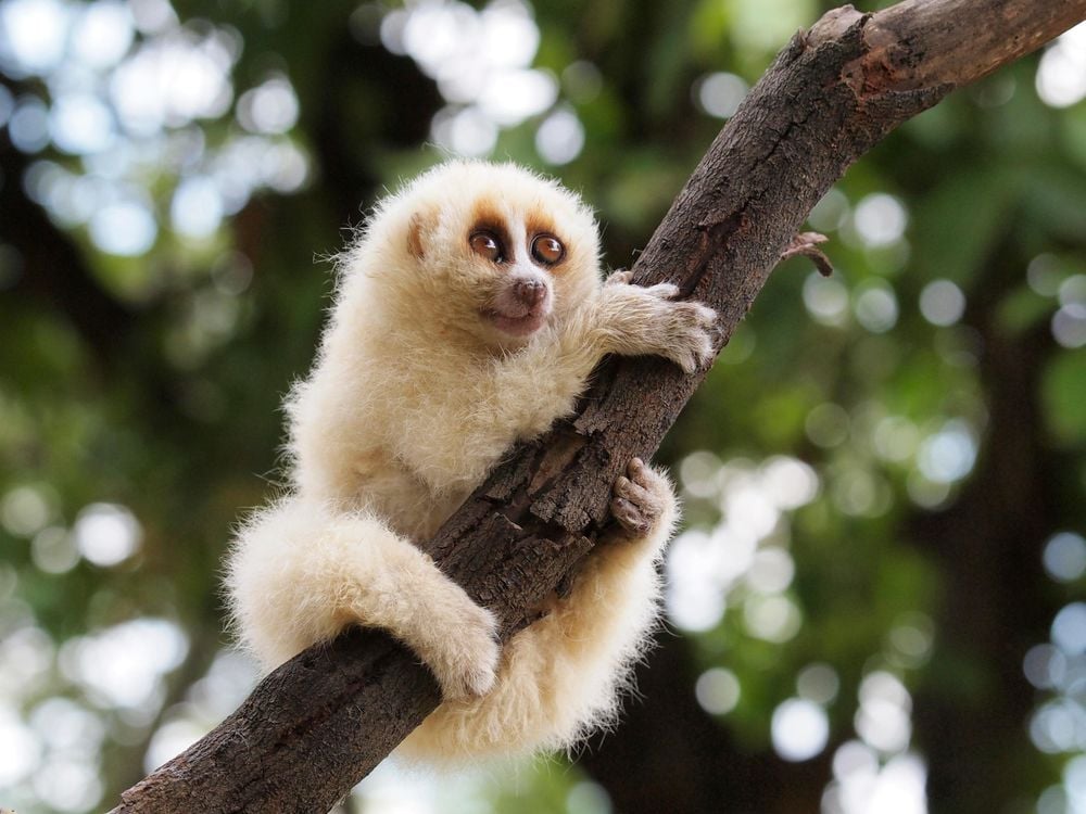 The Cute-but-Deadly Slow Loris Reserves Its Flesh-Rotting Venom ...