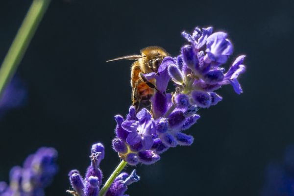 Honeybee at rest on lavender flower thumbnail