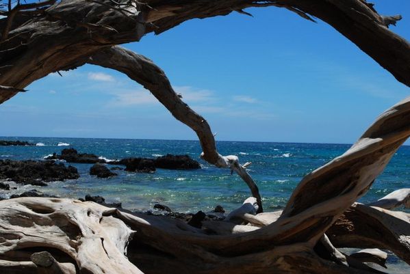 Drift wood on Hapuna Beach, Hawaii thumbnail