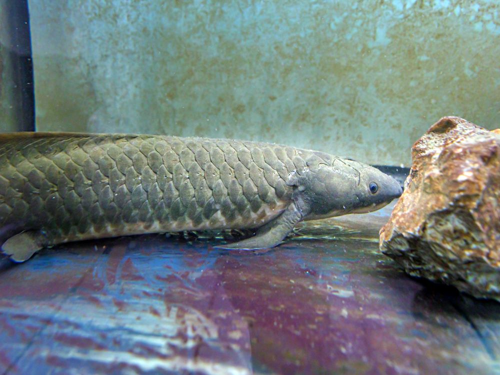 Australian Lungfish