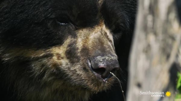 Preview thumbnail for A Spectacled Bear’s Sense of Smell Puts a Bloodhound to Shame