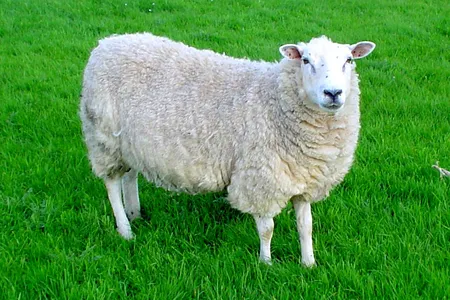 Pasteur took blood samples from a cow, a sheep and a horse who had died of anthrax.