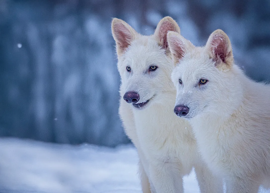 two young adult wolves standing together outside in the snow