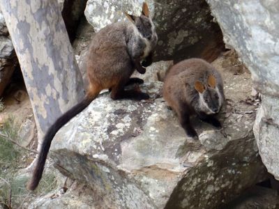 Brush-tailed rock-wallabies are endangered in New South Wales.
