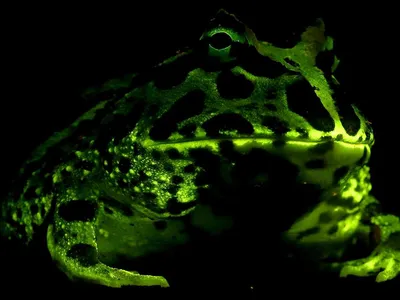 This Cranwell's frog fluoresces green in blue light