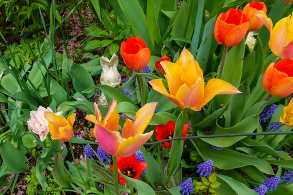 Westside Community Garden Tulip Festival thumbnail