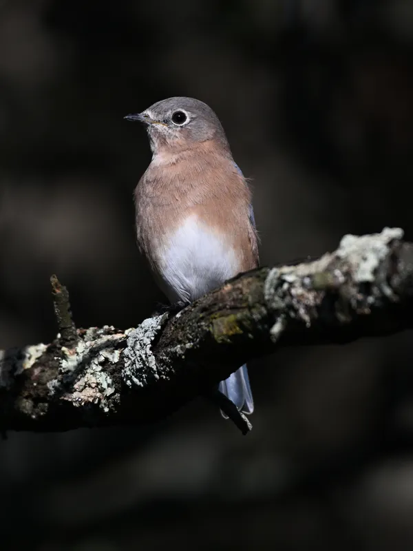 Blue Bird keeping a watchful eye on the photographer and his dog. thumbnail