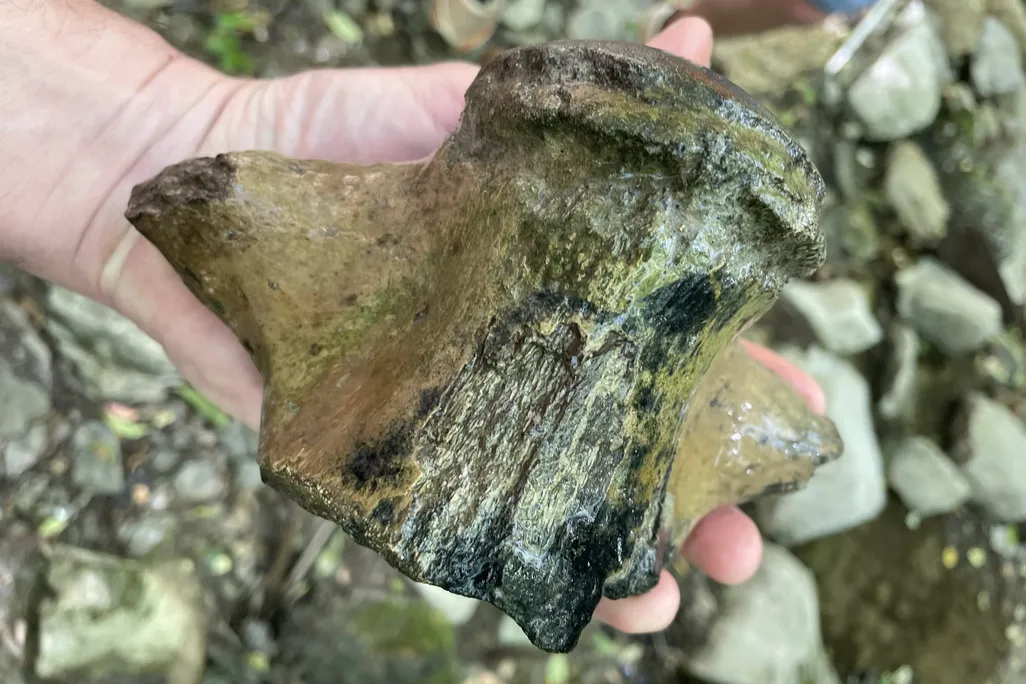 Hand holding a large fossil vertebra