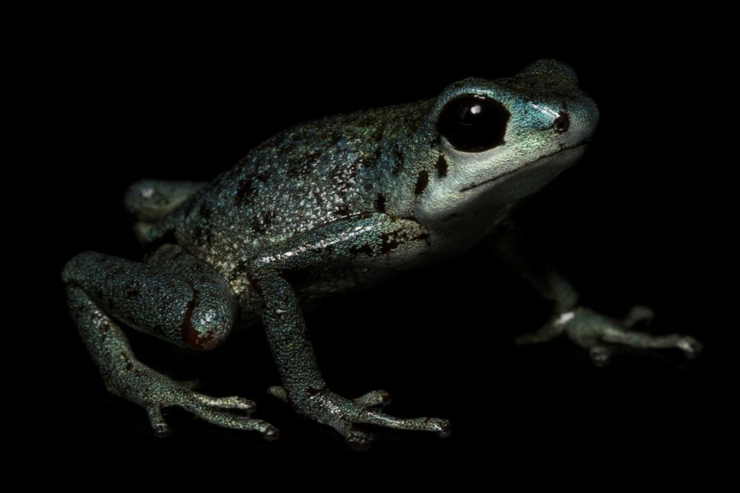A close-up photo of a small frog with dappled black spots and silvery, metallic-blue coloring all over its body.