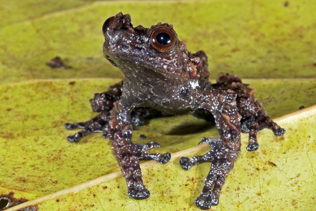 Theloderma moloch, a rare arboreal frog found in the rainforests of the ...