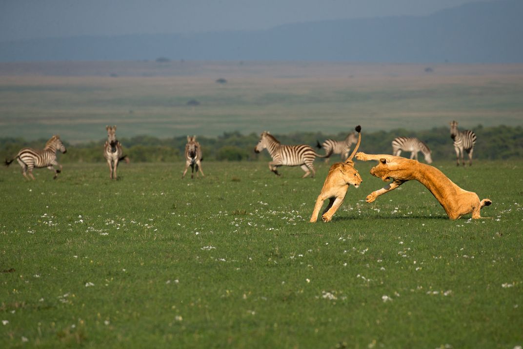 See Ten Photographs of Lions and