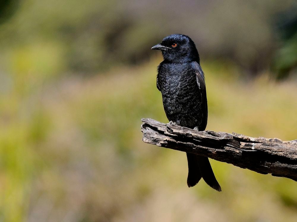 Black bird sitting on a piece of wood
