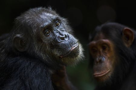 Chimpanzees engage in social grooming in Gombe National Park.