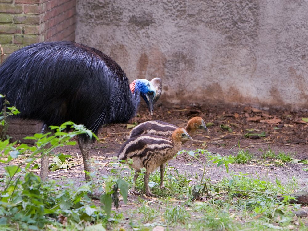 An photo of a male southern cassowary with two young chicks at a zoo in Amsterdam