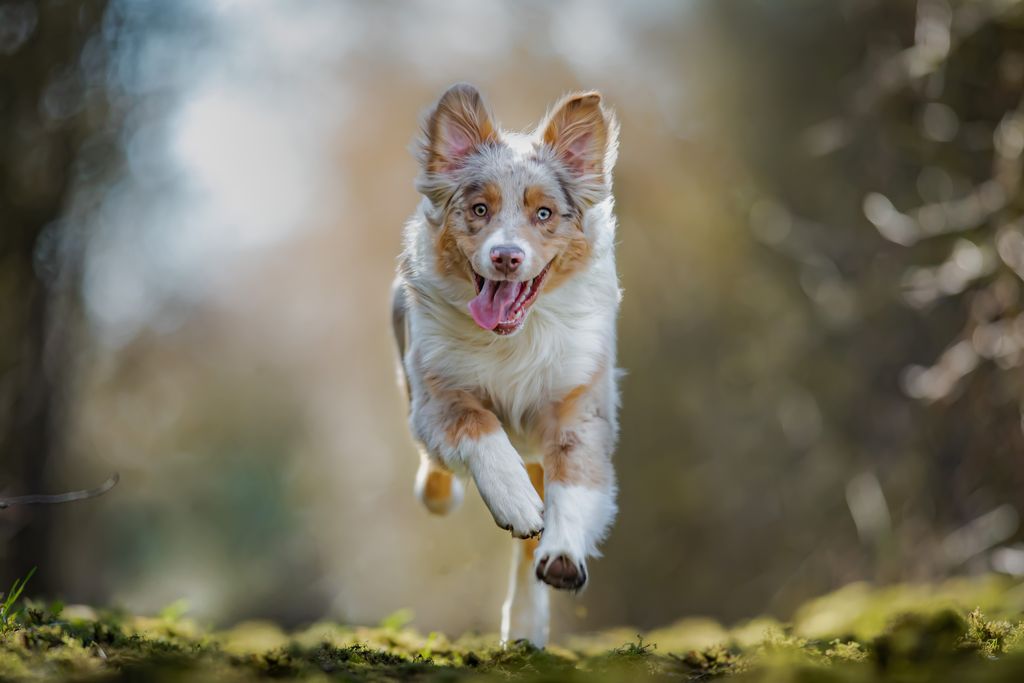 An Australian shepherd running