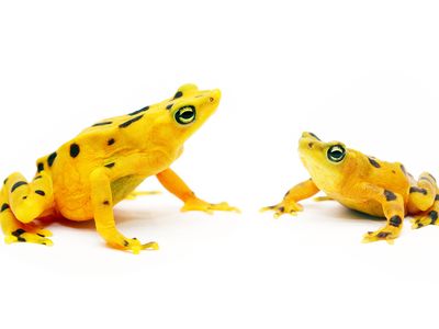 The Panamanian golden frog has become the flagship species for amphibian conservation around the world.