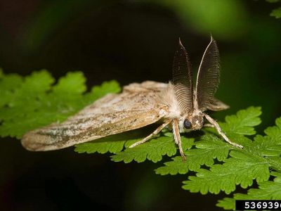 An adult spongy moth