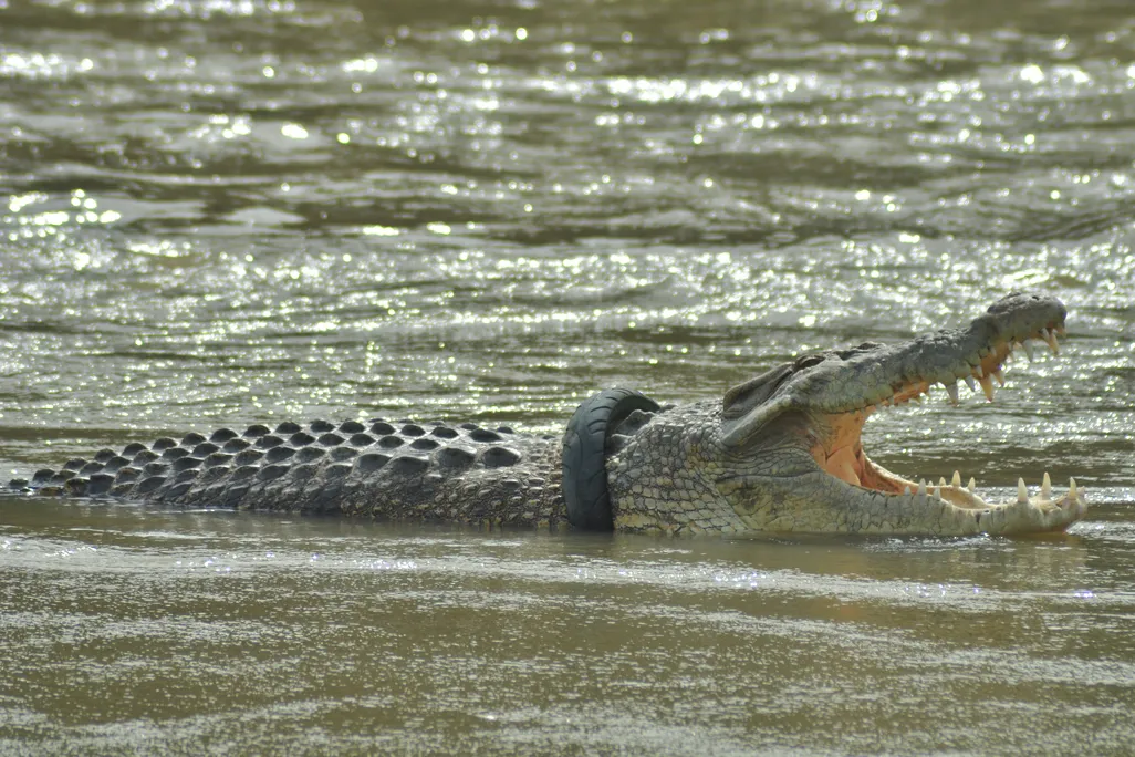 Crocodile with its mouth open swims in the water. It has a tire stuck around its neck.