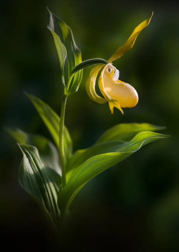 The rare Yellow Lady’s Slipper Orchid thumbnail