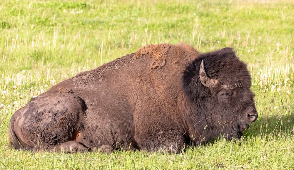 Bison already in its place. Resting.