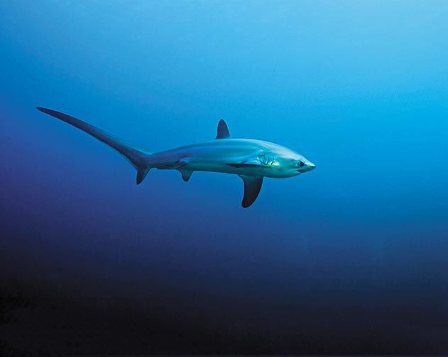 Thresher Shark