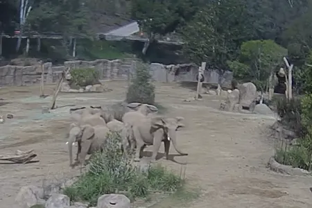 Elephants at the San Diego Zoo Safari Park huddled together, facing outward, in a behavior called an &quot;alert circle&quot; after an earthquake hit.
