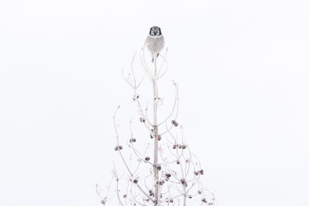An owl looks directly into the camera from atop a tree with dark pine cones on the bare branches that stand out against a white background, mirroring the pattern of the owl’s dark breast feathers.