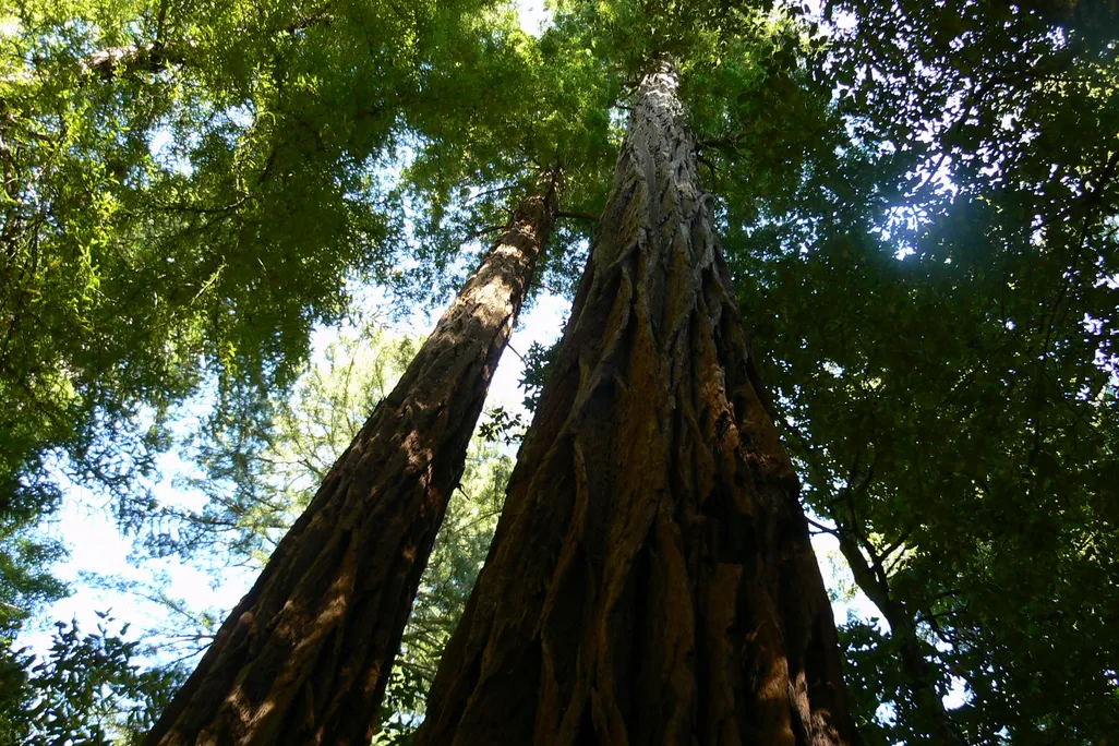 Redwood canopy