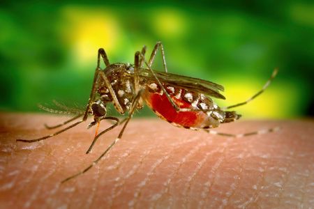 An Aedes aegypti mosquito stops for a quick bite.