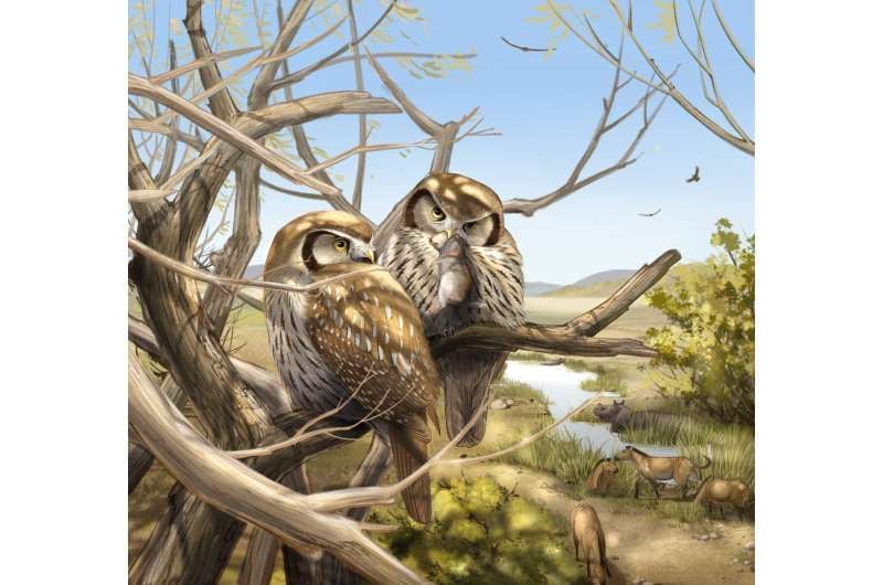 Two owls in a tree, one holding a small mammal in its beak