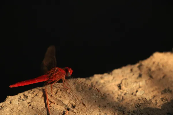 Crimson Stillness thumbnail