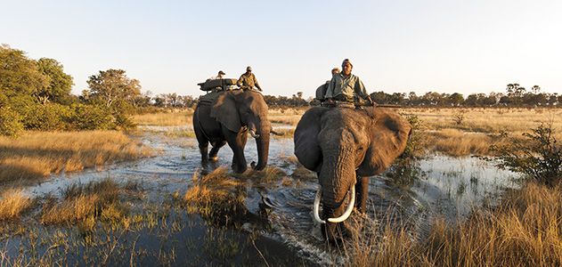 Abu Camp elephants