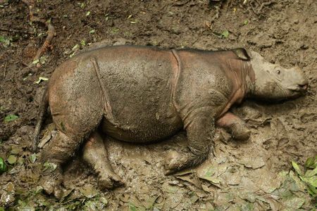 Puntung wallowing in mud as a calf.