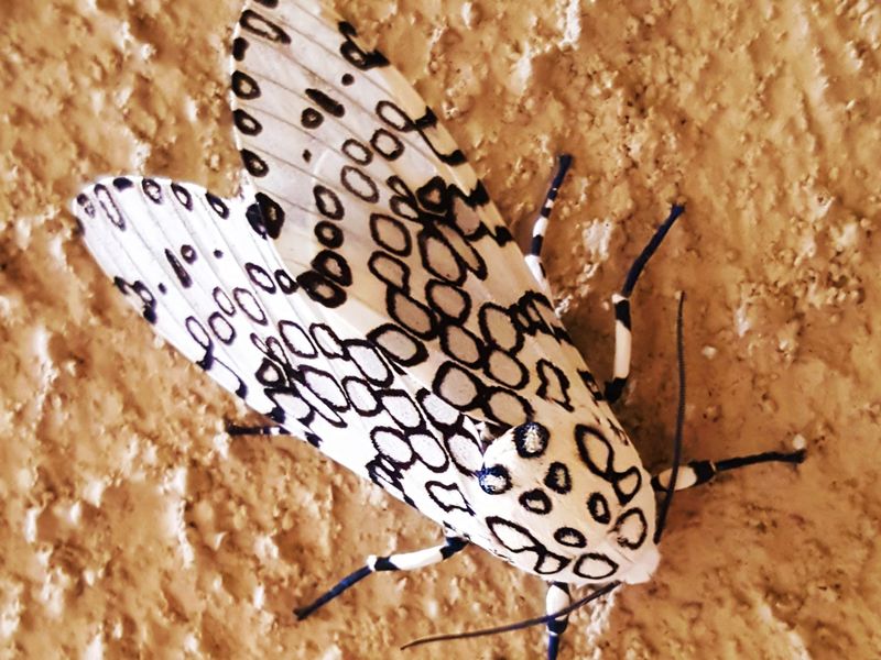Giant Leopard Moth Smithsonian Photo Contest Smithsonian Magazine