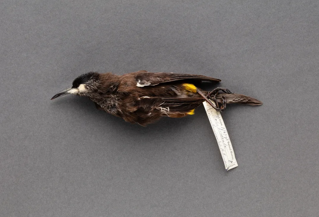 The skin of a male Kauai oo