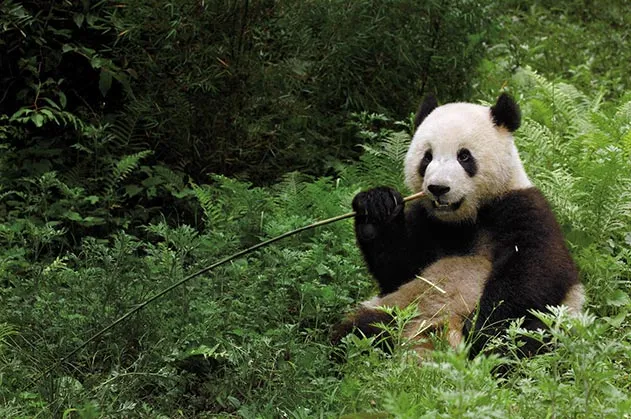 giant pandas eating bamboo