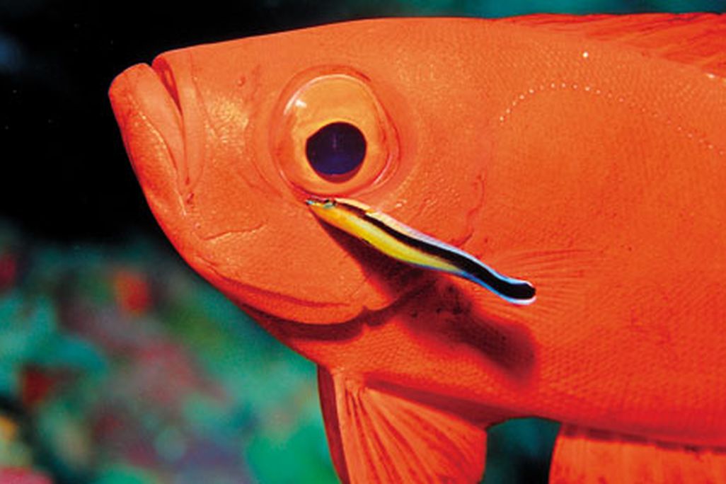 Wild-Things-Crescent-tail-bigeye-631.jpg
