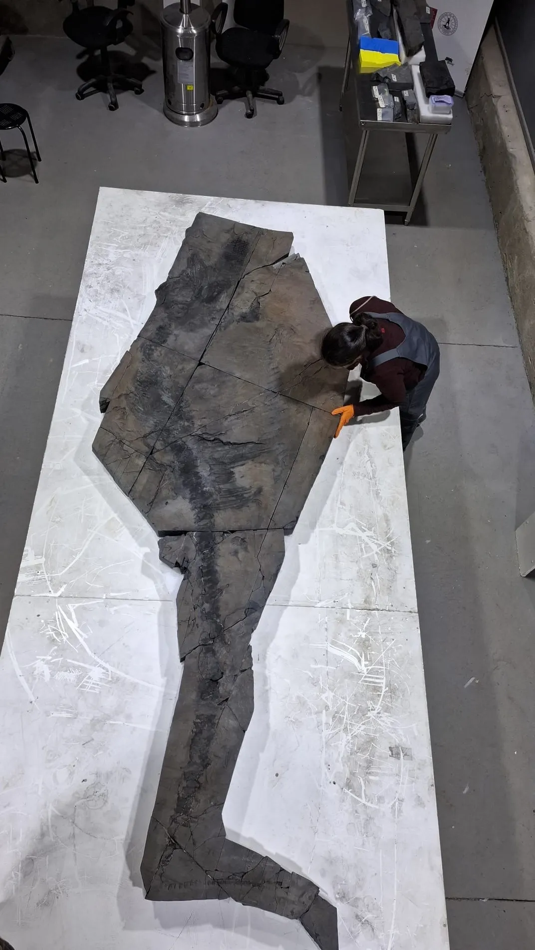 a researcher over a large fossil